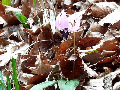 写真:落ち葉から茎を伸ばしピンク色の花を咲かす
