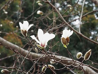 写真:空に向かって咲く純白の花