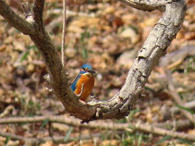写真：木の上に止まる、青とオレンジが鮮やかな鳥