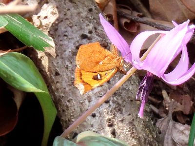 写真:カタクリの花にぶら下がり吸蜜しているオレンジの蛾