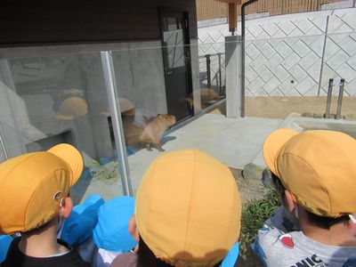 写真：未来へはばたけ山田製作所桐生が岡動物園「カピバラ舎」完成記念式典の様子2