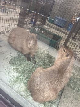 写真:餌を食べているカピバラ