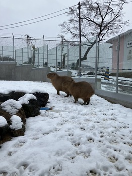 写真:雪が積もった外展示場を歩くカピバラ