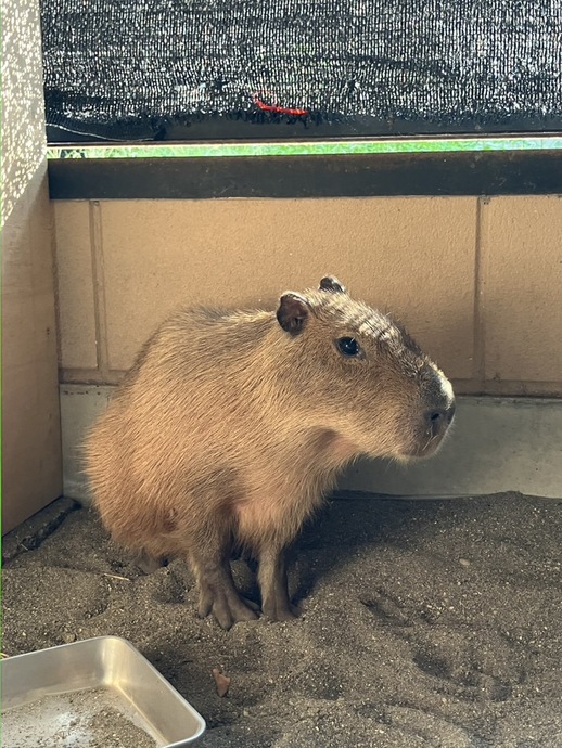 写真:来園して間もない頃の「プーアル」