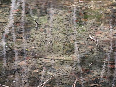 池の中に大量に産卵されたロープ状の卵