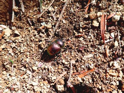 写真:地面を歩く昆虫