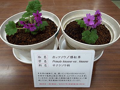 写真:各テーブルで良く見られるように準備された鉢植え