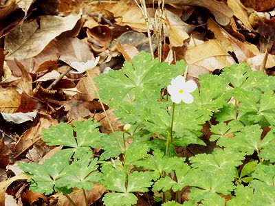 写真:15センチメートルほどの茎の先に5弁の清楚な白い花が咲く
