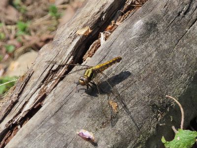 写真:木の棒に止まる黄色いトンボ