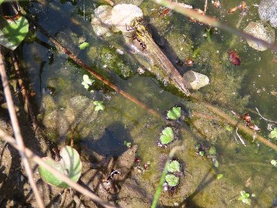 写真:水面のサクラの花びらに捕まりじっとしているトンボ