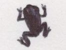 イラスト：真っ黒な小さいカエル
