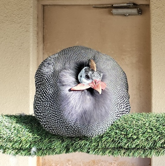ホロホロチョウの写真