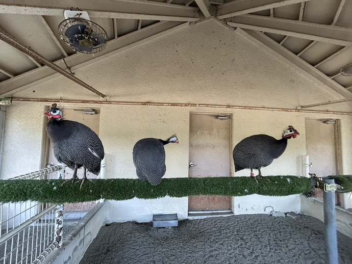 ホロホロチョウが止り木に止まっている様子の写真