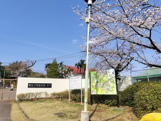 写真：桜の花が開花し始めた南門正面