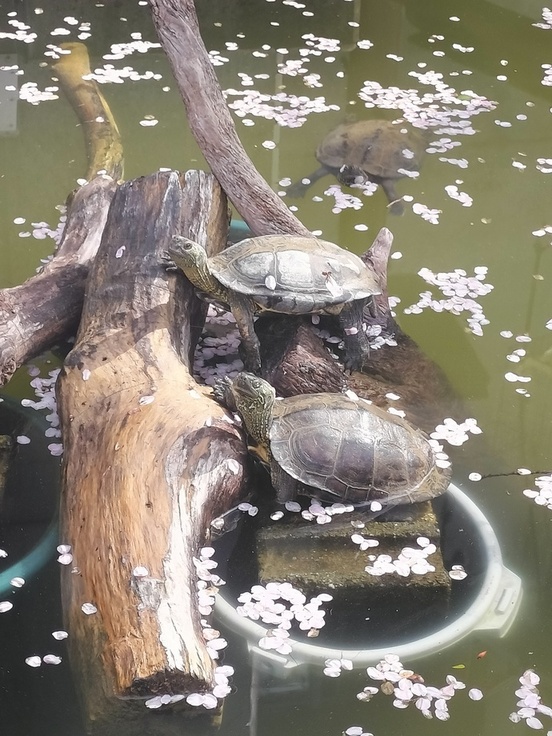 写真：クモザル池のクサガメ