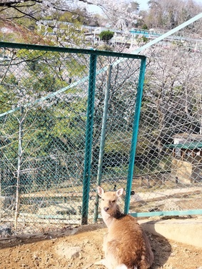 写真：ホンシュウジカ