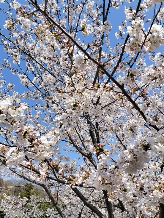 桜アップ写真