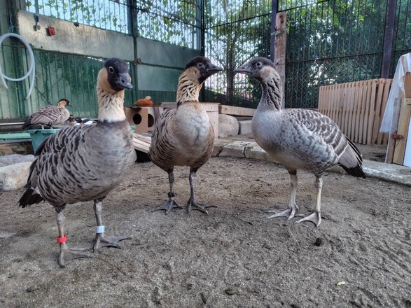 写真:大きくなったハワイガンのヒナ