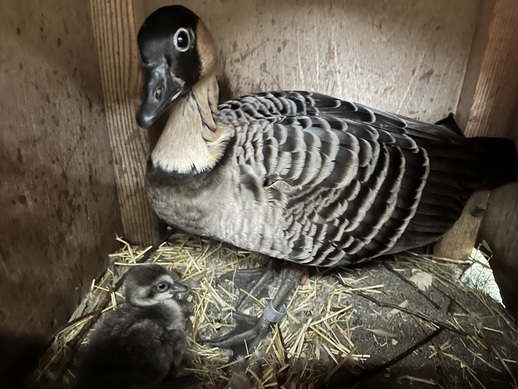 写真:ハワイガンのヒナと母鳥