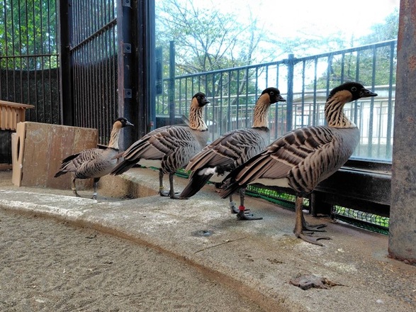 写真:4羽のハワイガンたち