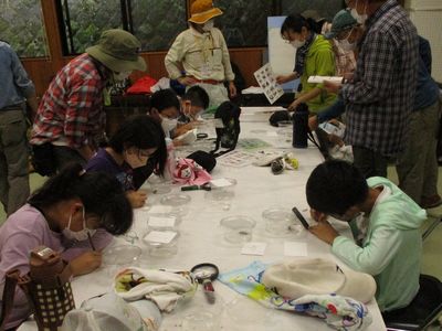 写真:捕まえた生きものを図鑑で調べたりスケッチする子どもたち