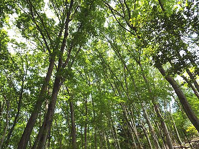 写真:上を見上げると緑に囲まれている