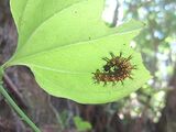 写真:葉を食べるイモムシ