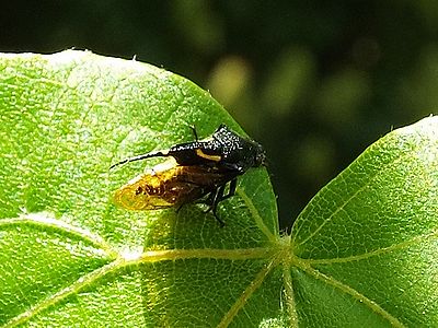写真：黒色と金色の小さな虫タケウチトゲアワフキ