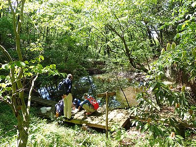 写真:新緑のまぶしい森の中を歩く、沼には緑が写り込んでいる