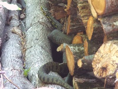 写真：薪の間で落ち着いている大きいヘビ