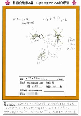 写真:標本箱をイメージしたワークシートにオオカマキリが正面から横から下から描かれたオオカマキリ