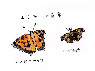 イラスト：ヒオドシチョウとテングチョウ、成虫の姿