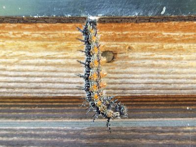 写真:窓枠の下にぶらさがるイモムシ