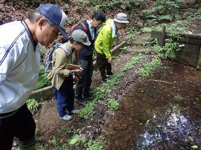 写真:沼の中のオタマジャクシを観察する
