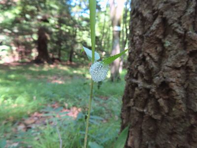 写真：草に、丸く細かい泡