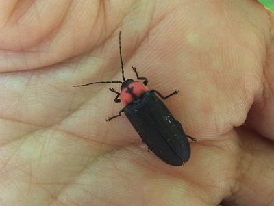 写真：手のひらに載せられた大きさ15ミリメートルほどのゲンジボタル