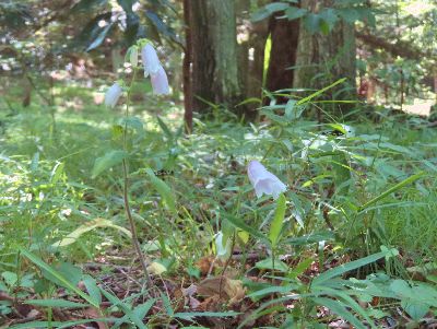 写真：雑木林の草むらの中でひっそりと咲く薄紫のホタルブクロ