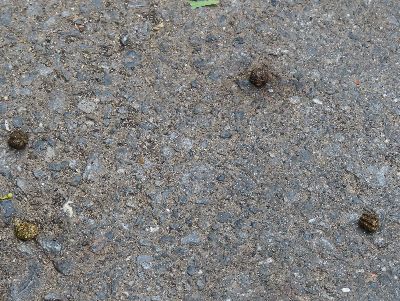写真：地面に転がる丸いうんち3粒