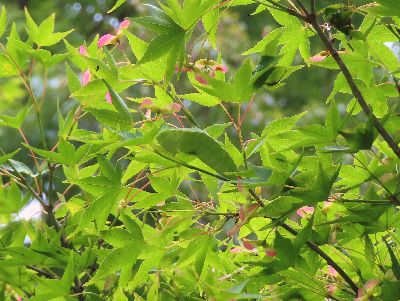 写真：黄緑色のもみじの葉が生い茂る