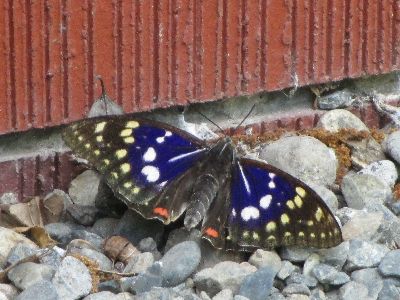 写真:センター前の地面に止まる青い蝶