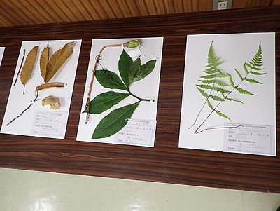 写真:台紙にはり、ラベルをつけた植物