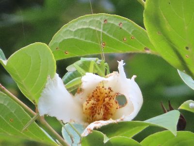 写真：白いナツツバキの花に乗る、黄緑色の虫