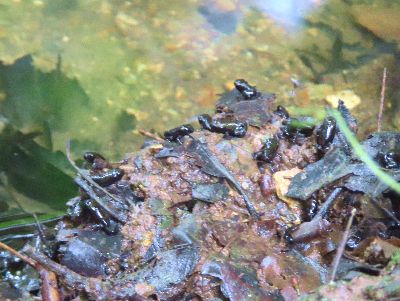 写真：池の縁にいる小さい黒いカエルたち