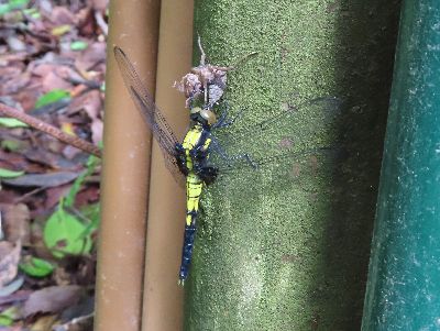 写真：池の周りの棒に捕まるトンボ