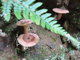 写真：地面から生える3本の小さいキノコ