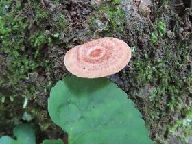 写真：斜面に生えるキノコ