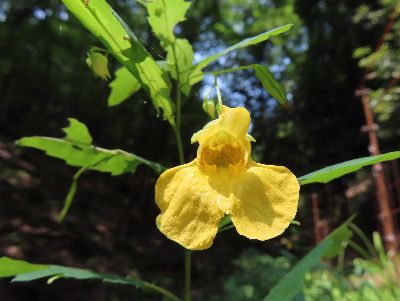 写真：黄色い花の中には、オレンジの点々模様がある。