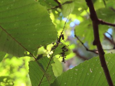 写真：大きな緑の葉の中脈と、まわりのポロポロとした葉片の茶色が目立つ