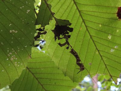 写真：小さい角が2本あるイモムシが、葉の中脈にいる。