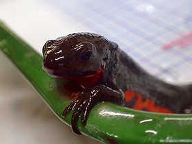 写真：お腹が赤い色をしている